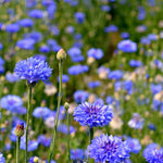 Load image into Gallery viewer, Bachelor&#39;s Buttons, &#39;Florist Blue Boy&#39;
