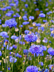 Load image into Gallery viewer, Bachelor&#39;s Buttons, &#39;Florist Blue Boy&#39;

