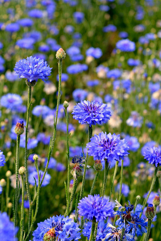 Bachelor's Buttons, 'Florist Blue Boy'