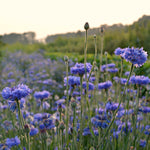 Load image into Gallery viewer, Bachelor&#39;s Buttons, &#39;Florist Blue Boy&#39;
