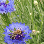 Load image into Gallery viewer, Bachelor&#39;s Buttons, &#39;Florist Blue Boy&#39;
