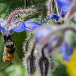 Load image into Gallery viewer, Borage
