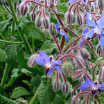 Load image into Gallery viewer, Borage
