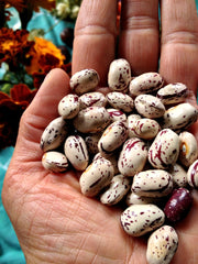 Load image into Gallery viewer, Bean, Pole Dry, &#39;Borlotto Gaston&#39;
