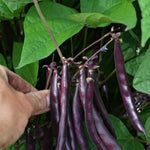 Load image into Gallery viewer, Bean, Bush Snap, &#39;Blooming Prairie&#39;
