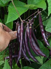 Load image into Gallery viewer, Bean, Bush Snap, &#39;Blooming Prairie&#39;
