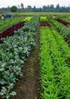 Uprising Lettuce Mix