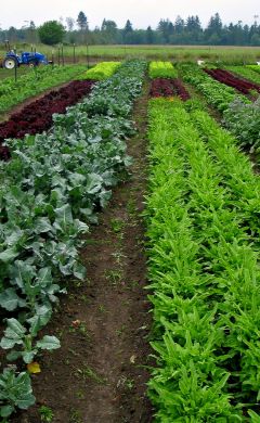 Uprising Lettuce Mix