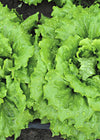 Lettuce, 'La Brillante'