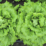 Load image into Gallery viewer, Lettuce, &#39;La Brillante&#39;
