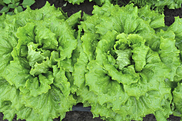 Lettuce, 'La Brillante'