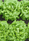 Lettuce, 'La Brillante'