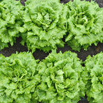 Load image into Gallery viewer, Lettuce, &#39;La Brillante&#39;
