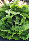 Lettuce, 'La Brillante'