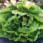 Load image into Gallery viewer, Lettuce, &#39;La Brillante&#39;
