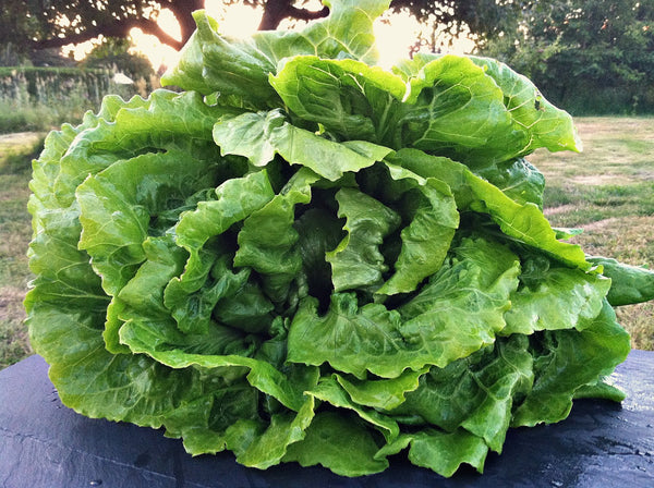 Lettuce, 'La Brillante'