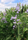 Sweet Pea, 'Bristol'