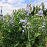 Load image into Gallery viewer, Sweet Pea, &#39;Bristol&#39;
