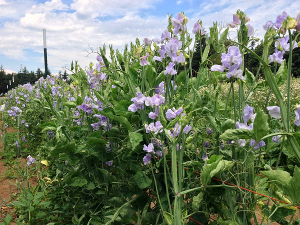 Sweet Pea, 'Bristol'