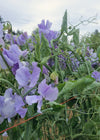 Sweet Pea, 'Bristol'