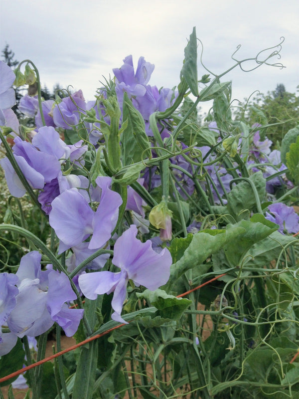 Sweet Pea, 'Bristol'