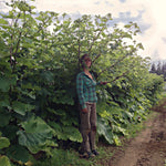 Load image into Gallery viewer, Burdock, &#39;Takinogawa&#39;
