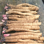 Load image into Gallery viewer, Burdock, &#39;Takinogawa&#39;
