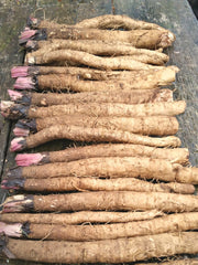 Load image into Gallery viewer, Burdock, &#39;Takinogawa&#39;
