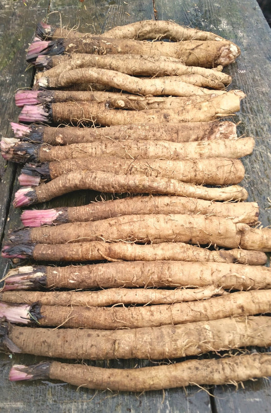 Burdock, 'Takinogawa'