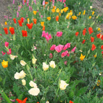 Load image into Gallery viewer, Poppy, California, &#39;California Mix&#39;
