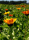 Calendula Mix