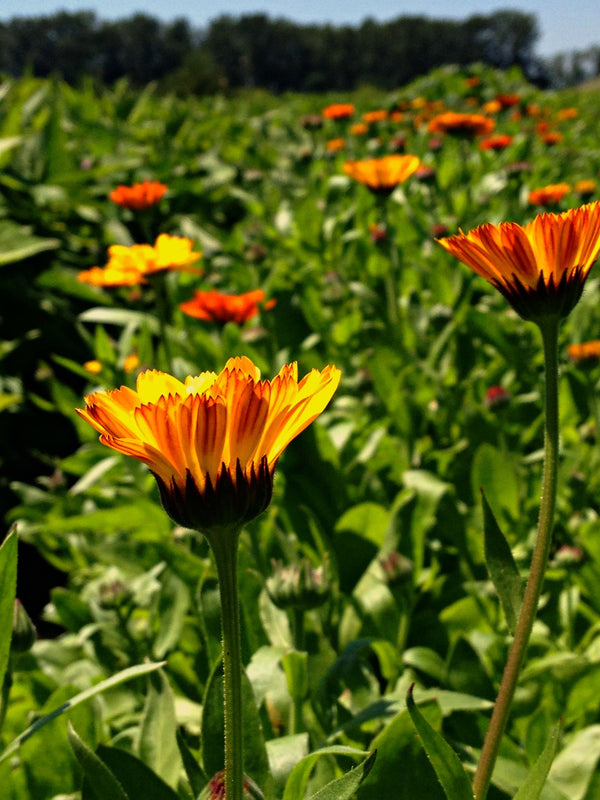 Calendula Mix