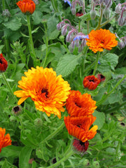 Load image into Gallery viewer, Calendula Mix
