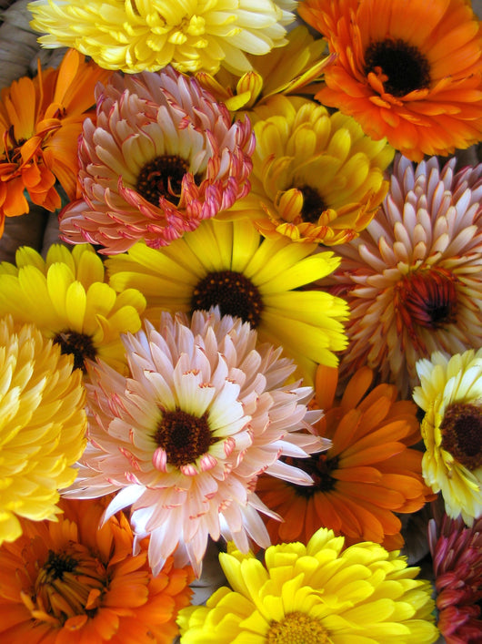 Calendula Mix