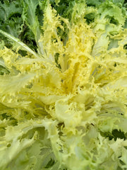 Load image into Gallery viewer, Curly Endive, &#39;Capriccio&#39;
