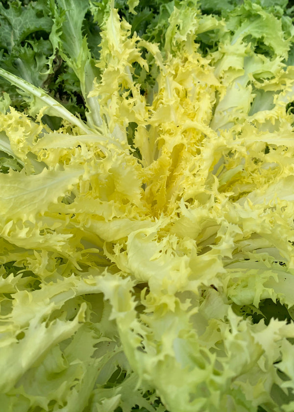 Curly Endive, 'Capriccio'