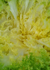 Curly Endive, 'Capriccio'