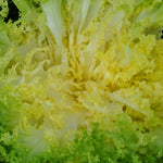 Load image into Gallery viewer, Curly Endive, &#39;Capriccio&#39;
