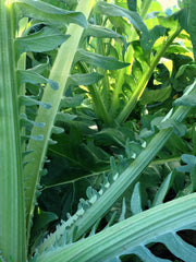Load image into Gallery viewer, Cardoon, &#39;Gobbo di Nizza&#39;
