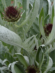 Load image into Gallery viewer, Cardoon, &#39;Gobbo di Nizza&#39;
