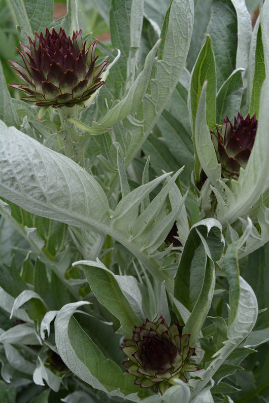 Cardoon, 'Gobbo di Nizza'