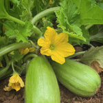 Load image into Gallery viewer, Carosello, &#39;Leccese Light Green&#39;
