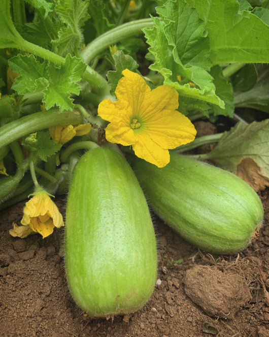 Carosello, 'Leccese Light Green'