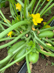 Load image into Gallery viewer, Carosello, &#39;Leccese Light Green&#39;
