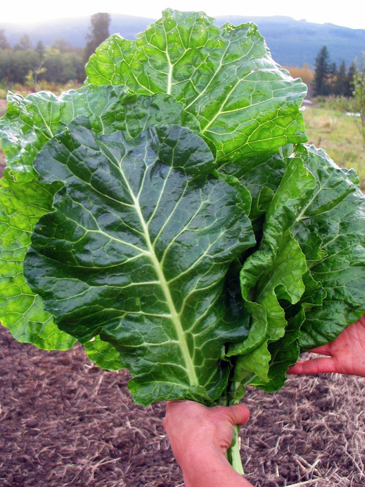 Collards, 'Cascade Glaze'