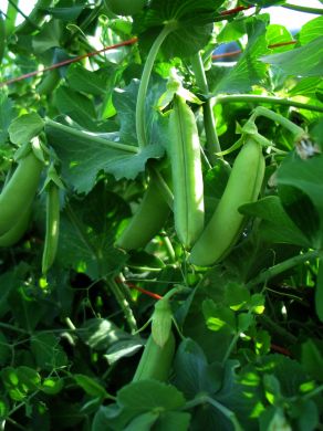 Snap Pea, 'Cascadia'