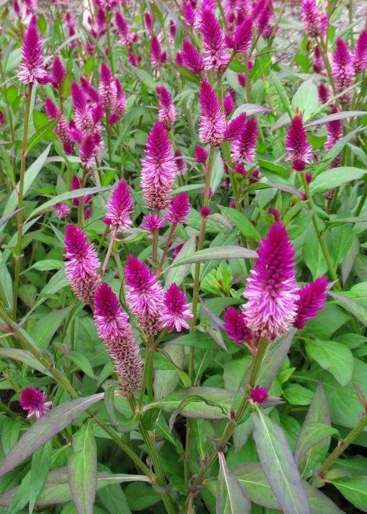 Celosia, 'Ruby Parfait'