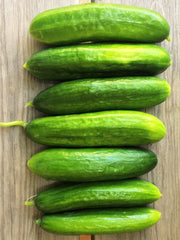 Load image into Gallery viewer, Cucumber, &#39;Çengelköy&#39;
