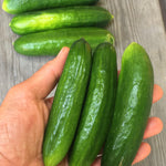 Load image into Gallery viewer, Cucumber, &#39;Çengelköy&#39;
