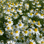 Load image into Gallery viewer, German Chamomile
